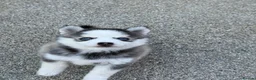 Pomsky dogs for sale: F4 Pomsky Puppies  - Advert 11
