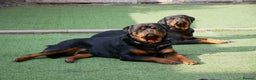 Rottweiler dogs for stud: BEAUTIFUL OLD TYPE BIG BONED ROTTIE! For stud in Mansfield - Advert 32