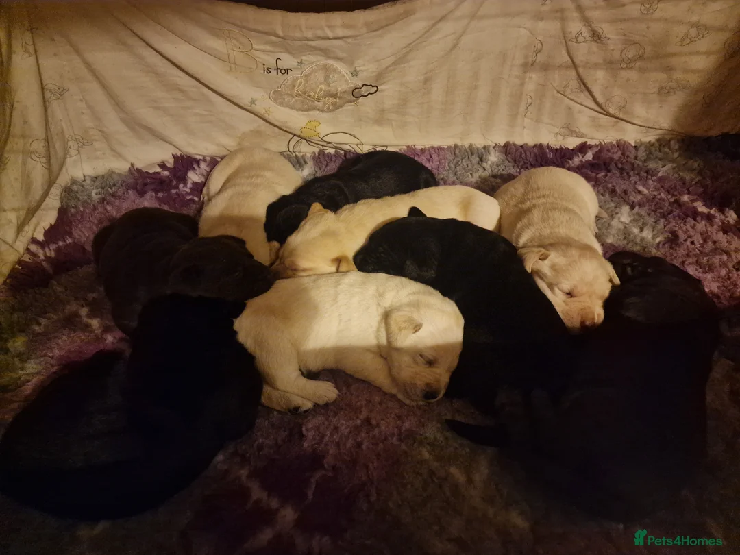 Labrador Retriever dogs for sale: Pedigree labrador puppies all 3 colours  - Advert 2