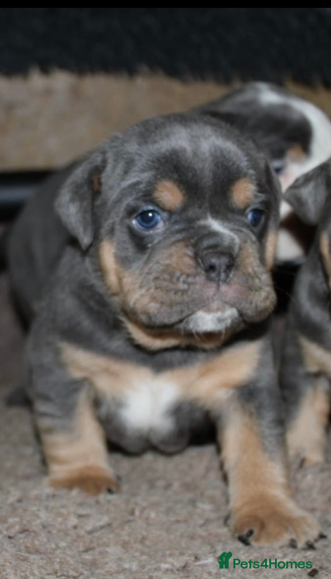 Olde English Bulldogge dogs for sale: Olde English bulldog puppies  - Advert 25