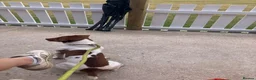 Jack Russell dogs for stud: Barry! - Advert 4
