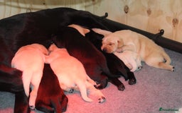 Labrador Retriever dogs for sale: FTCH FENDAWOOD PUPS FOR SALE - Image 6