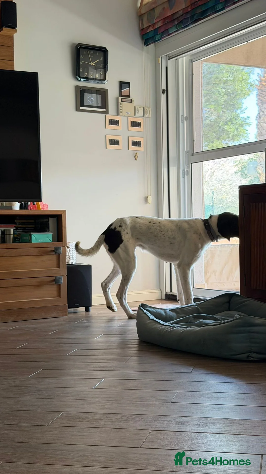 Pointer dogs for adoption: Max – 1 Year Old Pointer Looking for a Home - Advert 2