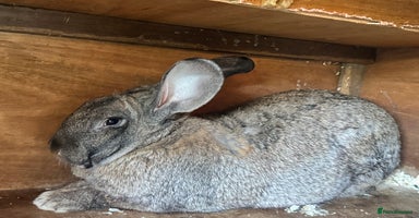 Continental Giant rabbits - Advert 3