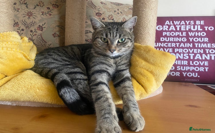 Bengal cats - Advert 1