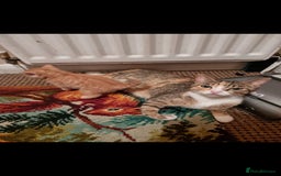 Mixed Breed cats for sale: 8 kittens for sale  - Image 10
