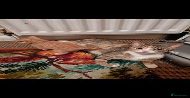 Mixed Breed cats - Advert 14