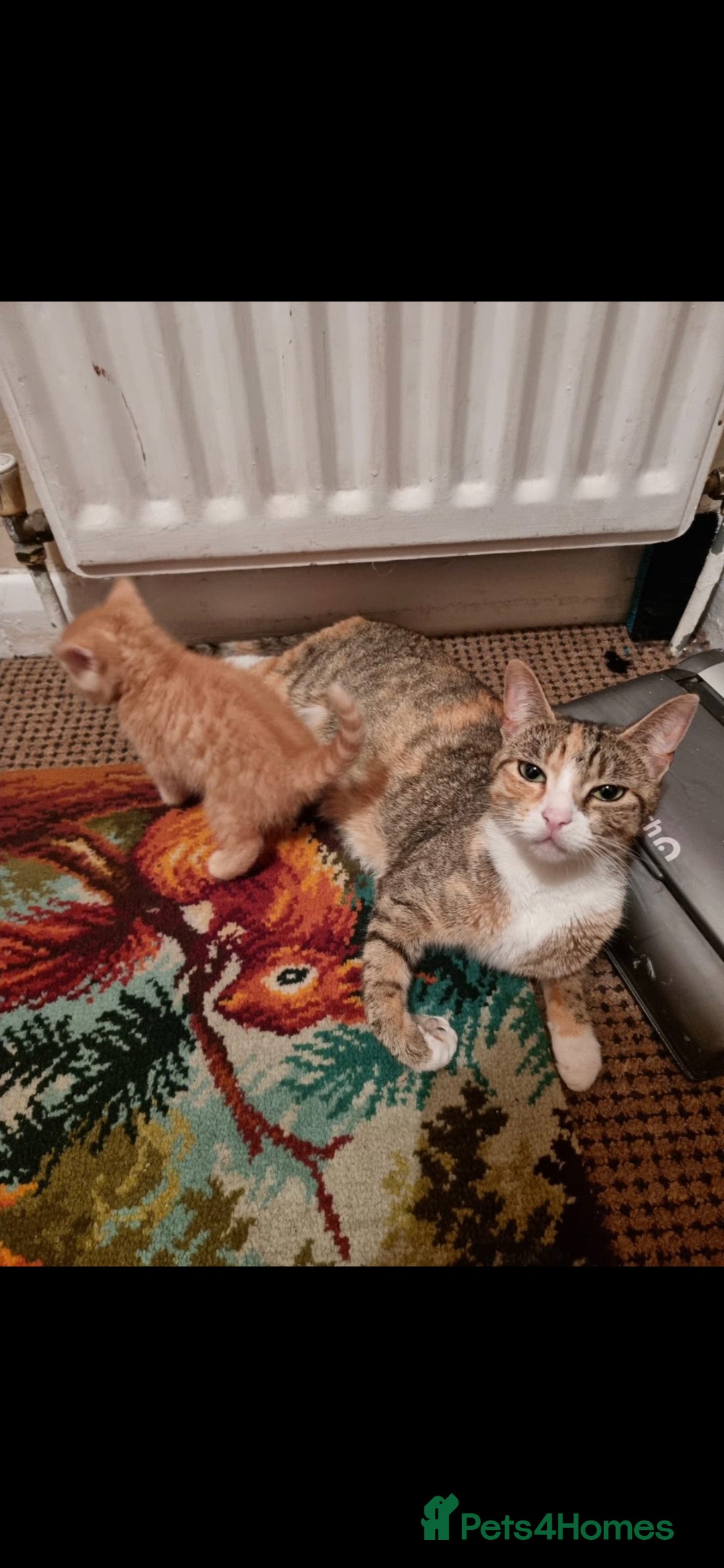 Mixed Breed cats for sale: 8 kittens for sale  - Image 10