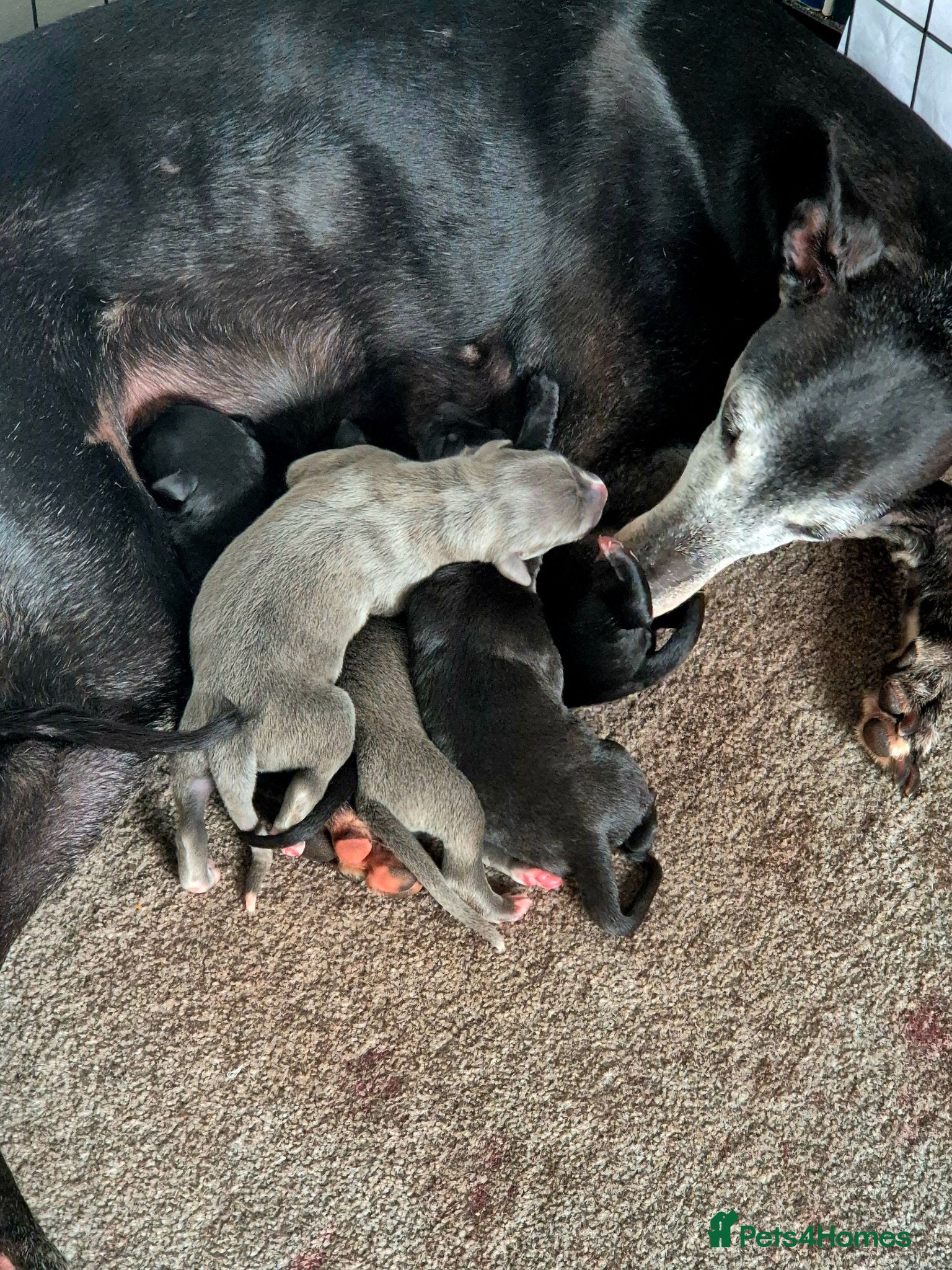 Mixed Breed dogs Collie/Whippet/Grey Lurcher Puppies - Advert 2