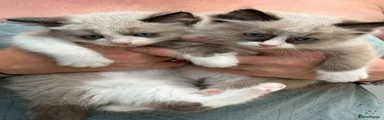Ragdoll 2