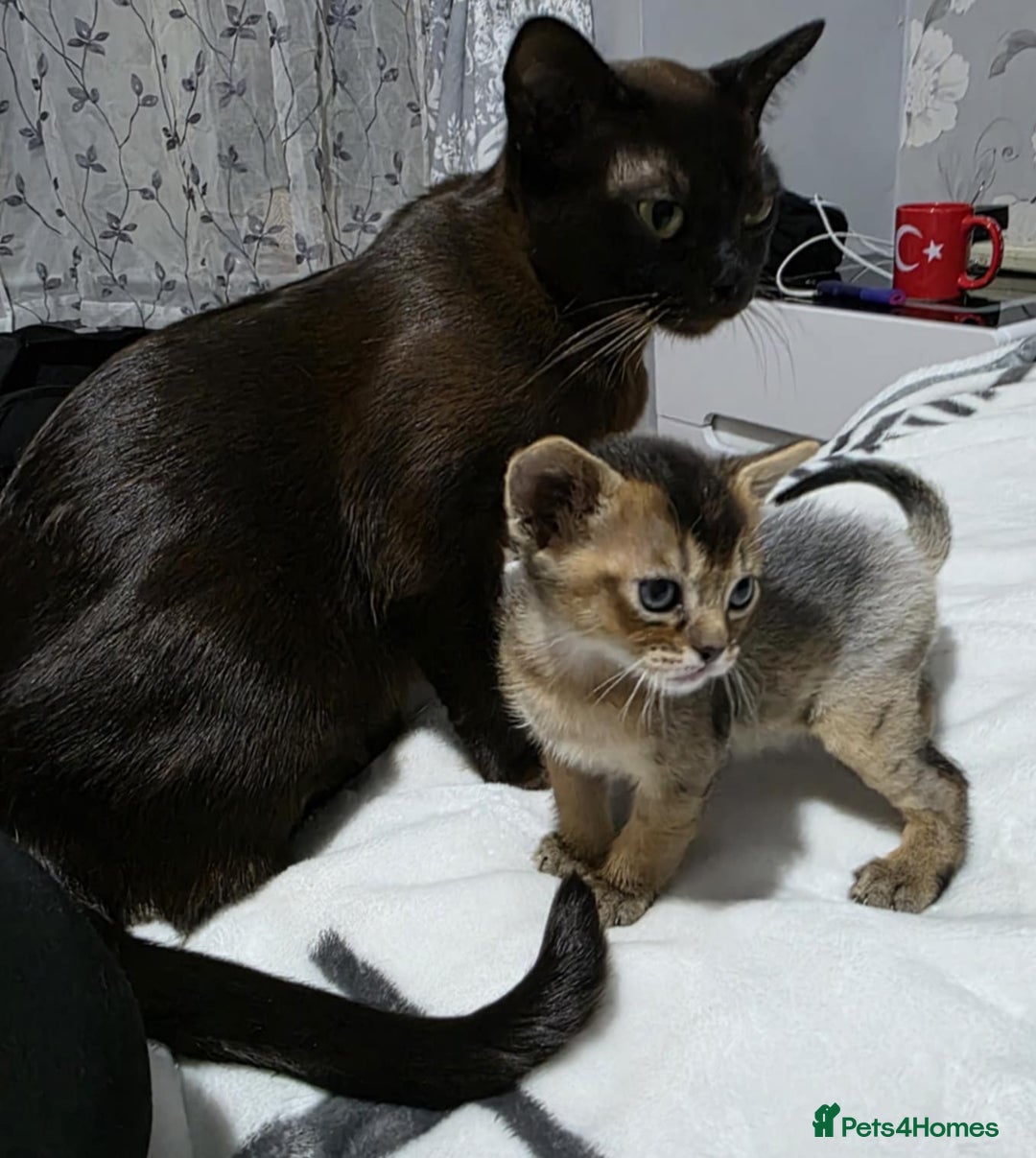 Burmese Kittens Burmese Cross Cat Burmese Cats Needing New Homes