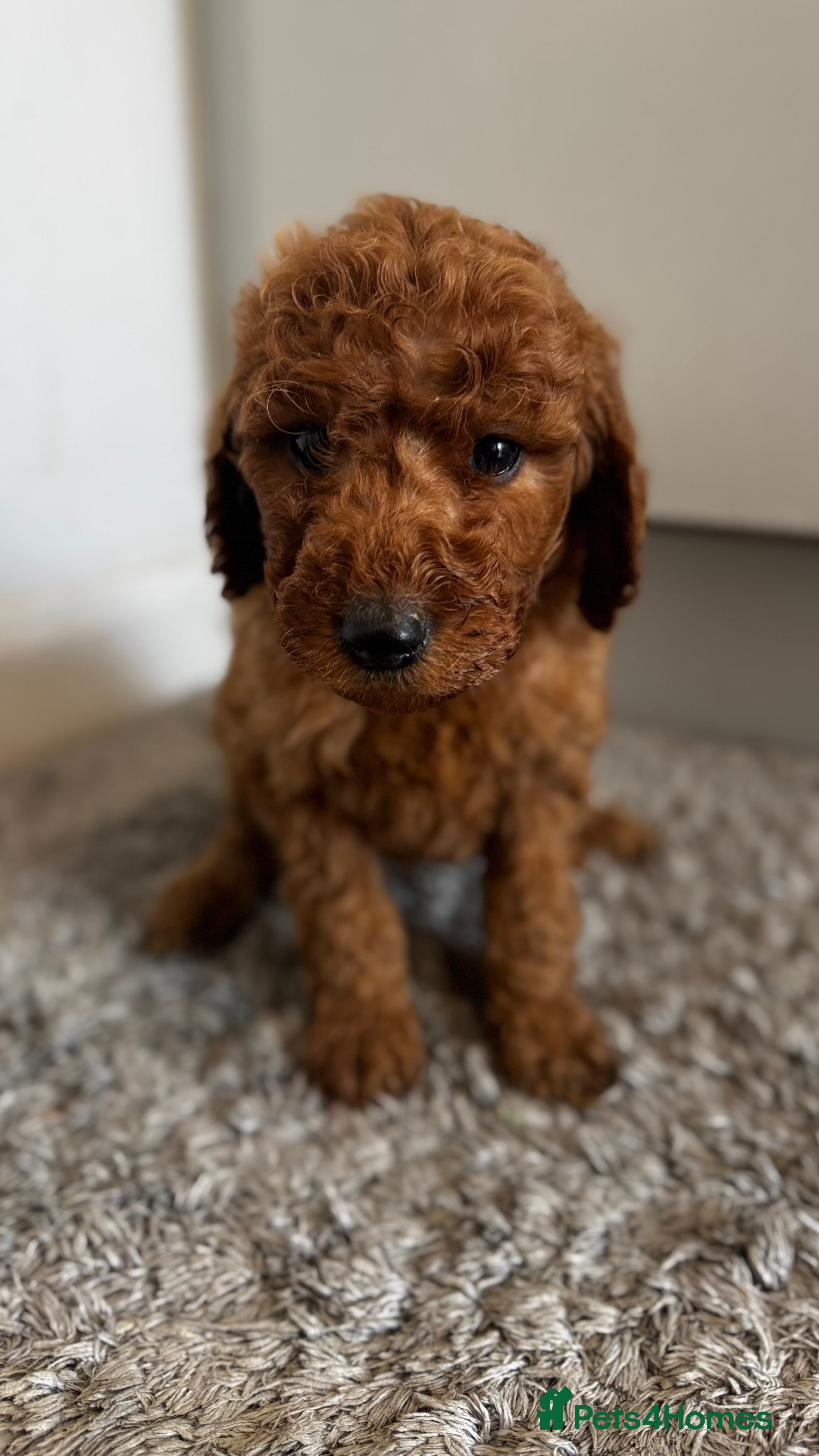 Goldendoodle dogs Golden doodle puppy’s for sale  - Advert 2