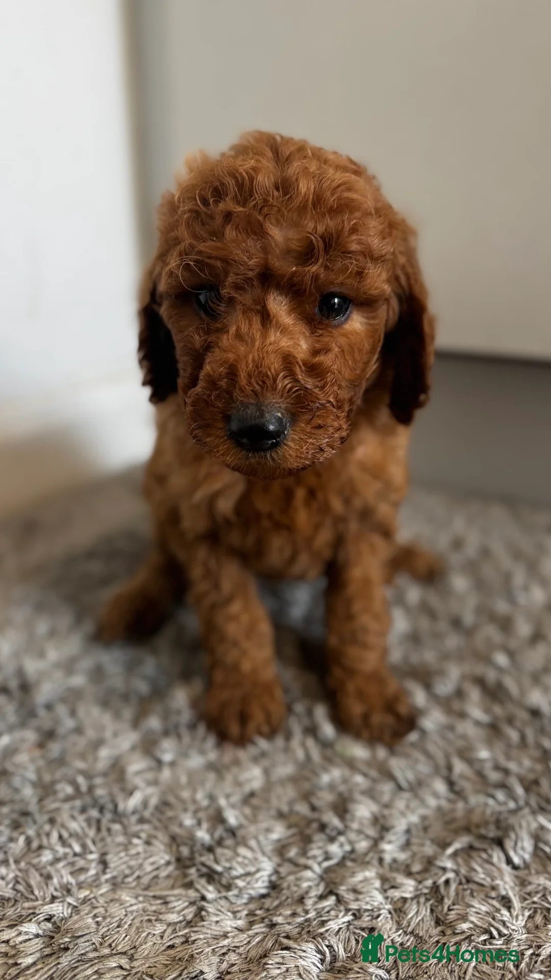 Goldendoodle dogs for sale: Golden doodle puppy’s for sale  - Advert 2