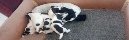 English Springer Spaniel dogs for sale: English springer spaniel pups  - Advert 26