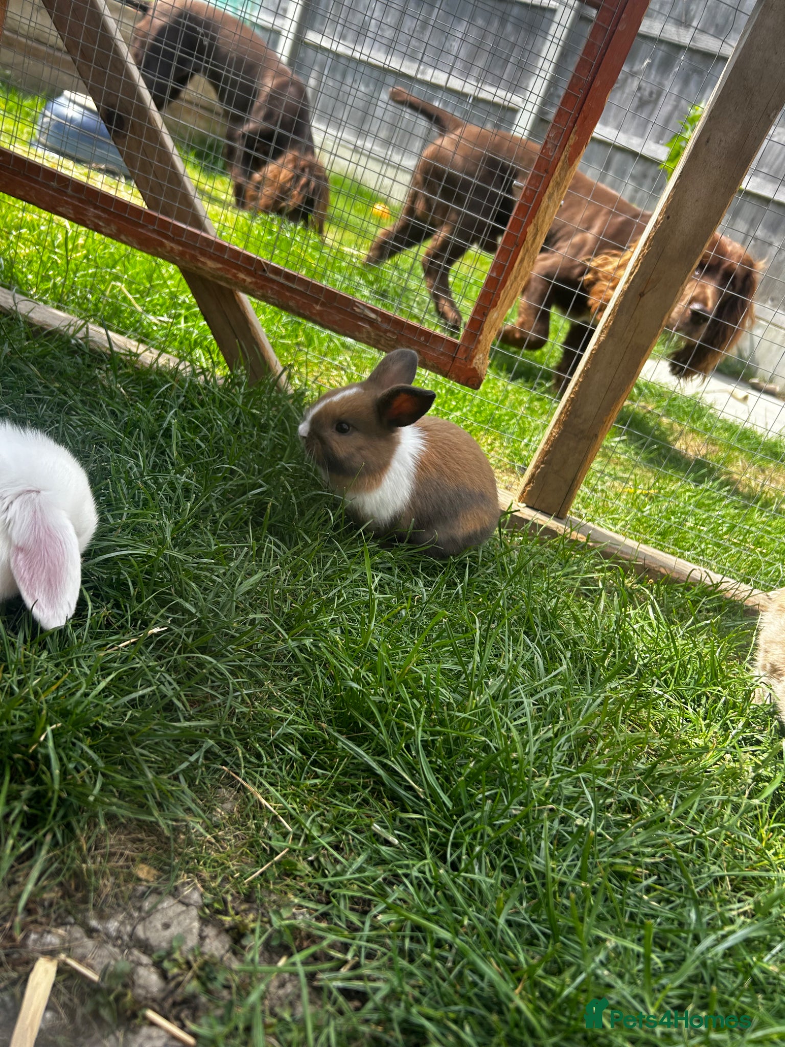 Mixed Breed rabbits for sale: 4 x baby bunnies for sale - Advert 2