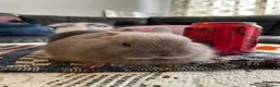 Netherland Dwarf rabbits for sale: Netherland Dwarf purebred Baby Rabbits NEW  - Advert 5