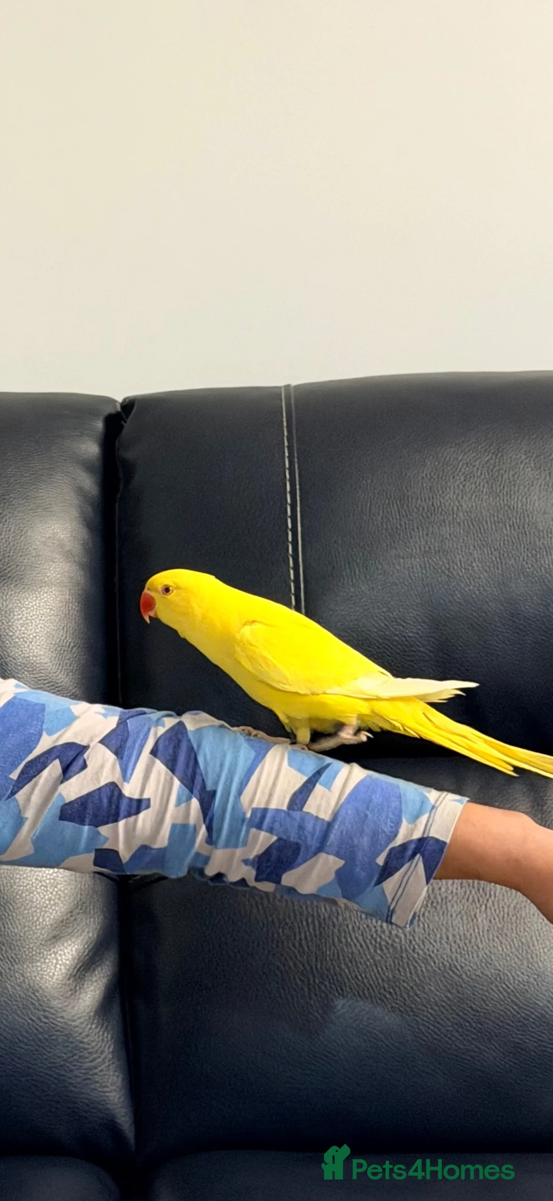 Ringnecks birds for sale: Indian Ringneck Lutino Male – Chiko  in Dagenham - Advert 2