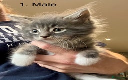 Mixed Breed cats for sale: Maine coon cross ragdoll kittens stunning blues - Advert 15