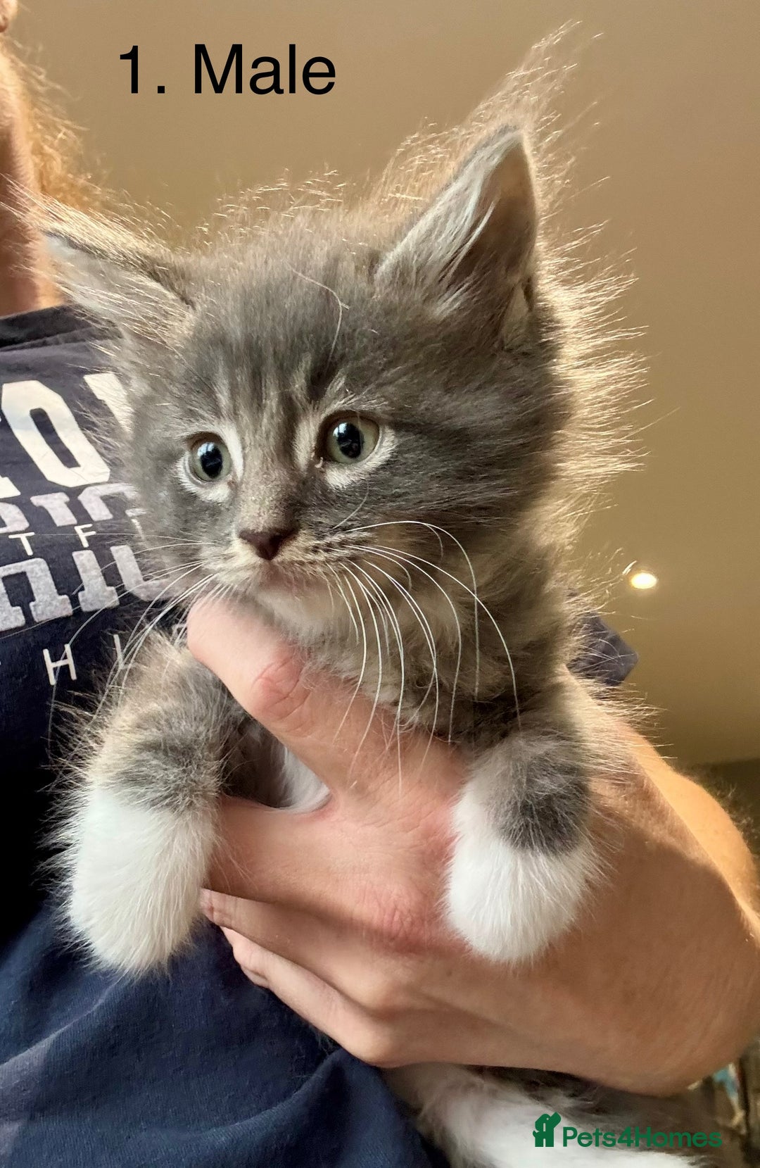 Mixed Breed cats for sale: Maine coon cross ragdoll kittens stunning blues - Advert 15