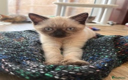 British Shorthair cats for sale: Full BSH kittens ready to leave now, 14 weeks old - Image 23