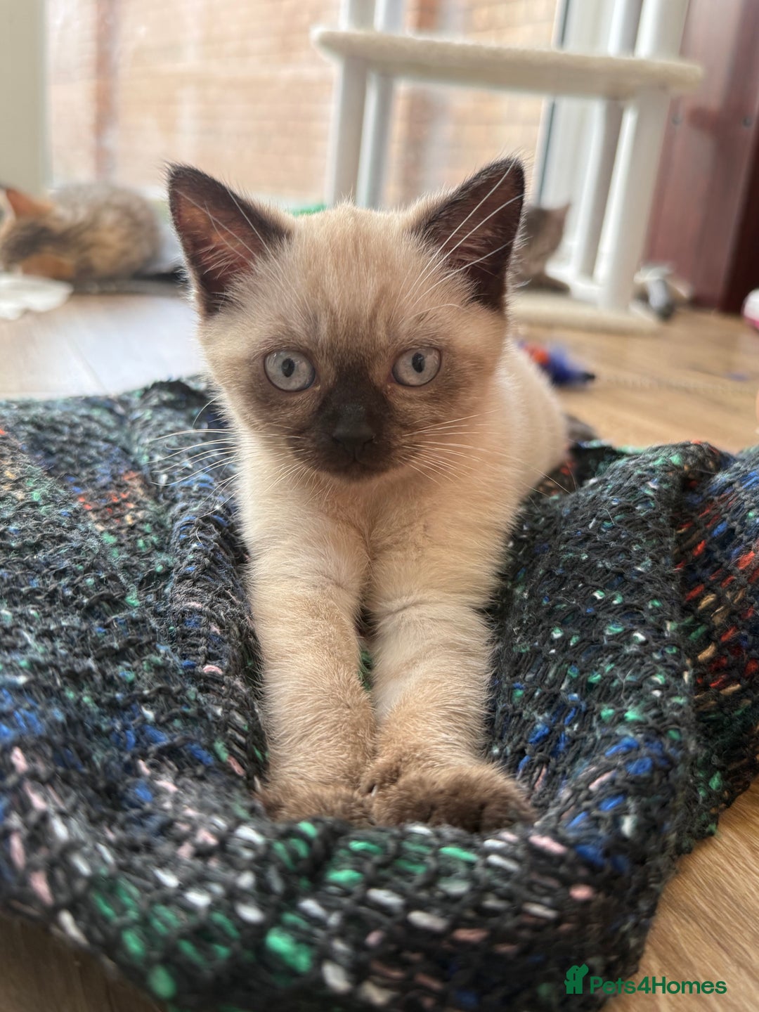 British Shorthair cats for sale: Full BSH kittens ready to leave now, 14 weeks old - Image 23