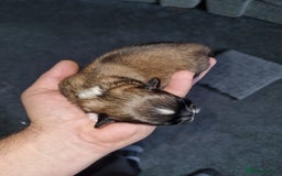 Lhasa Apso dogs for sale: Lhasa apso puppies  - Image 6