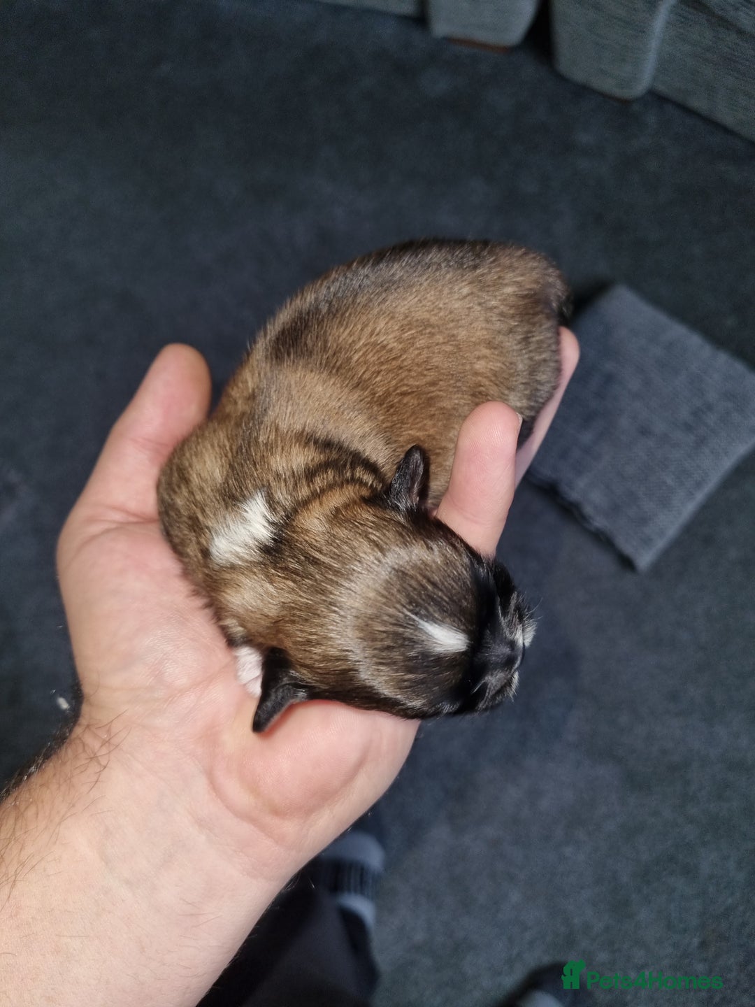 Lhasa Apso dogs for sale: Lhasa apso puppies  - Image 6