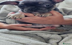 French Bulldog dogs for sale: 4 KC REG FRENCH BULLDOGS  - Image 6