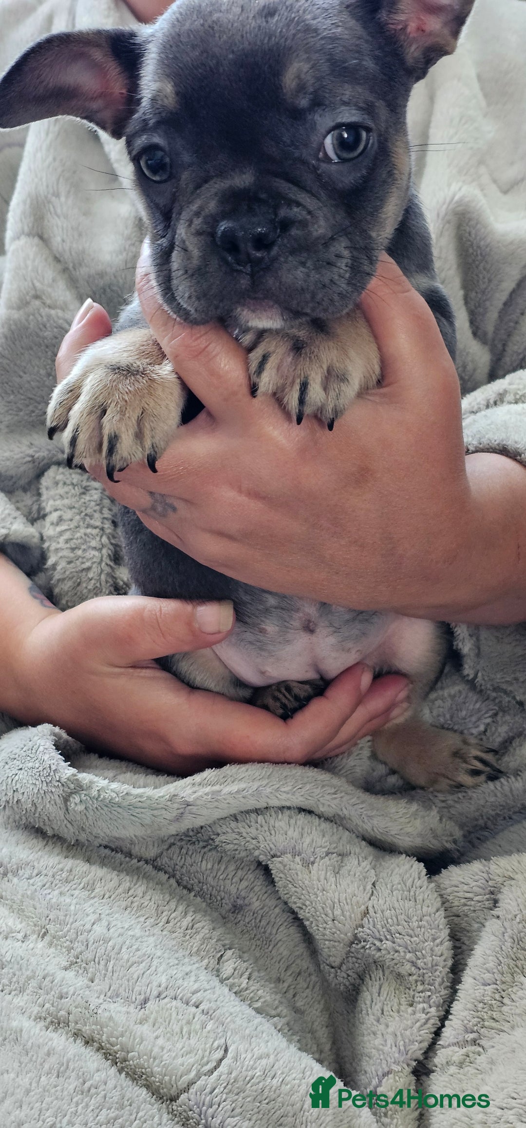 French Bulldog dogs for sale: 4 KC REG FRENCH BULLDOGS  - Image 6