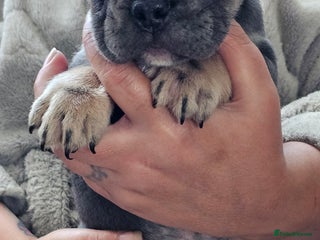 French Bulldog dogs - Advert 10