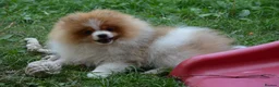 Pomeranian dogs for sale: PACO - Beautiful Pomeranian Boy - Advert 11