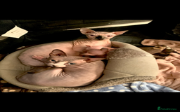 Sphynx cats for sale: Beautiful sphynx kittens - Image 10