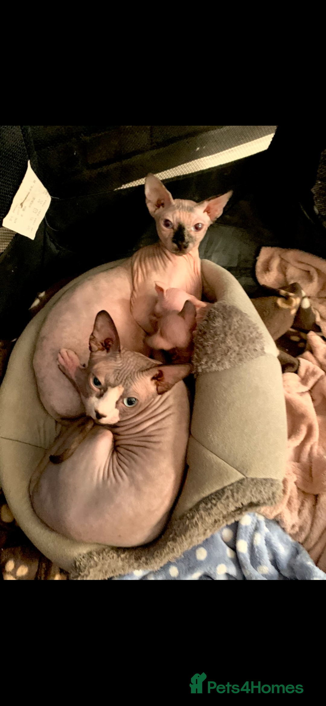 Sphynx cats for sale: Beautiful sphynx kittens - Image 10