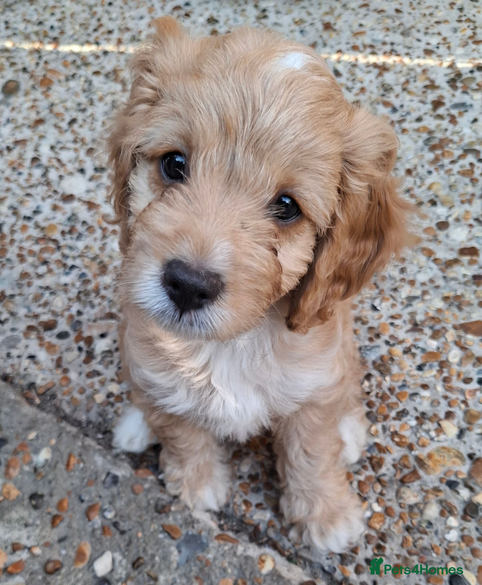 Cockapoo dogs Gorgeous F1 Cockapoo Pups!! Last little girl left! - Advert 2