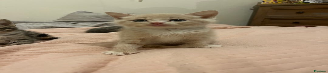 Male Kitten 1