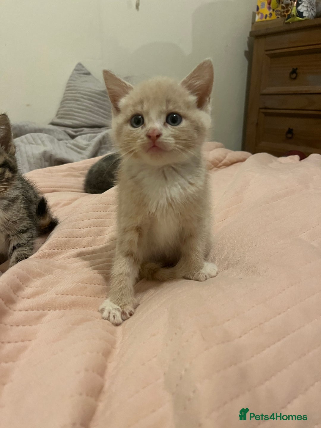 Mixed Breed cats for sale: 3/4 Russian blue kittens  - Image 2