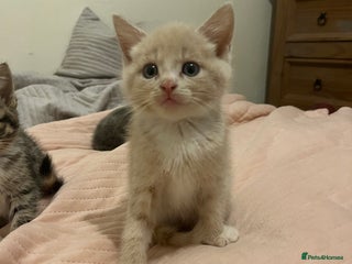 Mixed Breed cats - Advert 31