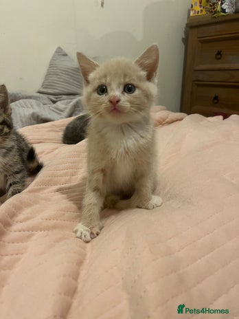 Mixed Breed cats - Advert 29