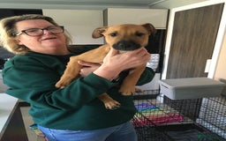 Mixed Breed dogs for sale: Belgian Malanois X American Bulldog  - Image 7