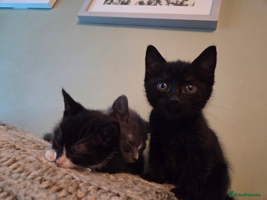 Mixed Breed cats for sale:  **  Beautiful  **  Kittens  **  - Advert 13