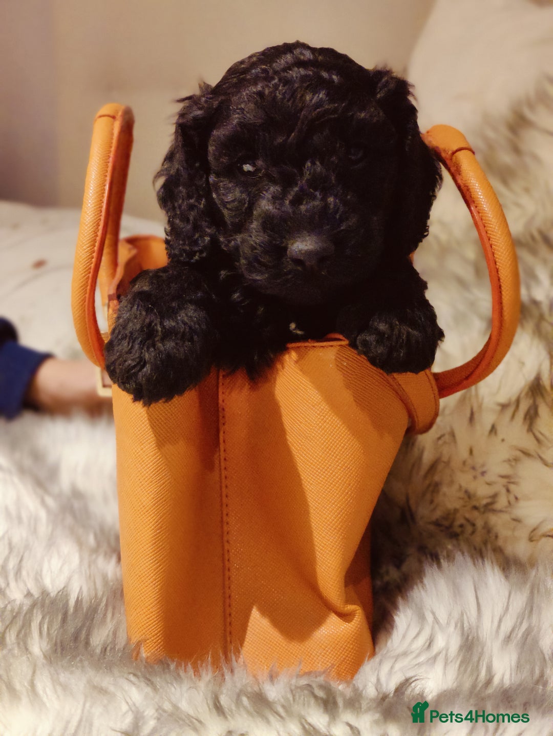 Labradoodle dogs for sale: Beautiful labradoodle puppies  - Advert 9