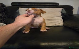 Mixed Breed dogs for sale: Pocket bully's  - Image 6