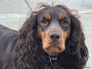 Cocker Spaniel dogs Cocker spaniel puppies - Advert 1