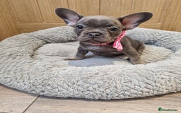 French Bulldog dogs for sale: Quality pups 4 Panel DNA Clear Gold Sierra Lines - Image 20