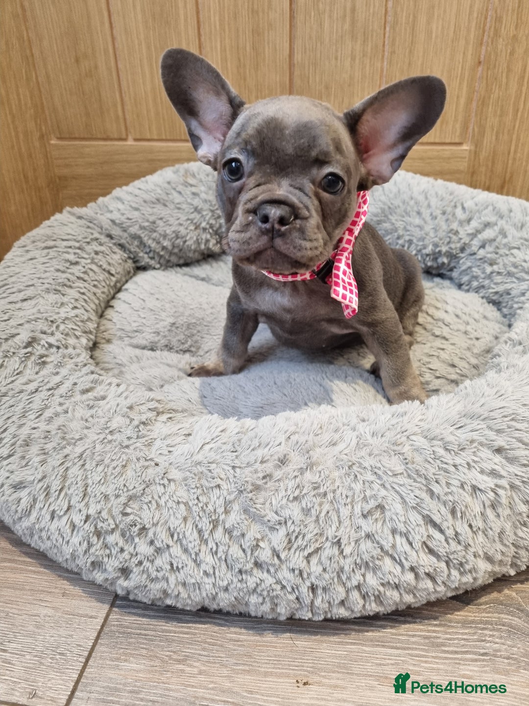 French Bulldog dogs for sale: Quality pups 4 Panel DNA Clear Gold Sierra Lines - Image 20