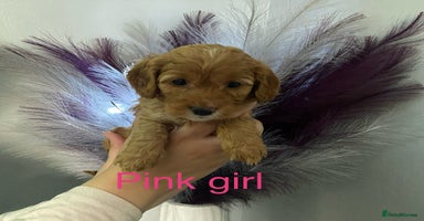 Cavapoo dogs - Advert 6