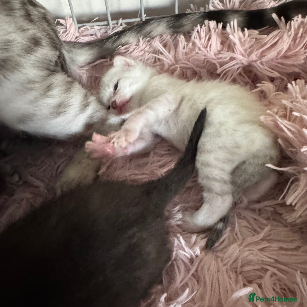 Bengal cats for sale: Beautiful Bengal Kittens - only GIRL available  - Advert 23