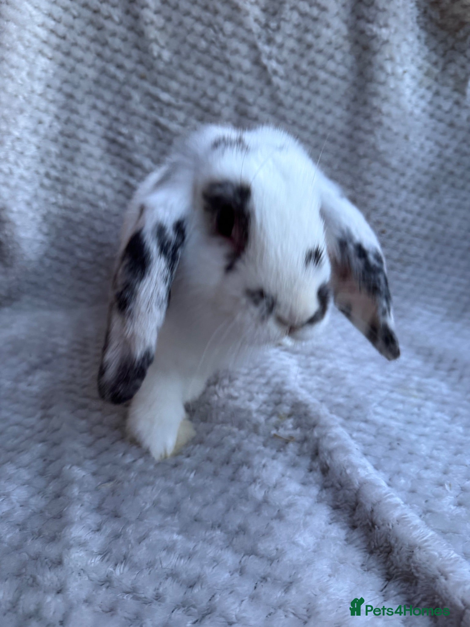 Mini Lop rabbits 3 lovely male mini lops - Advert 7