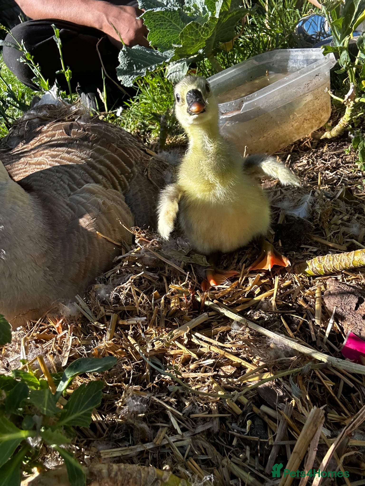 Geese poultry for sale: Chinese goslings  in Boston - Advert 2