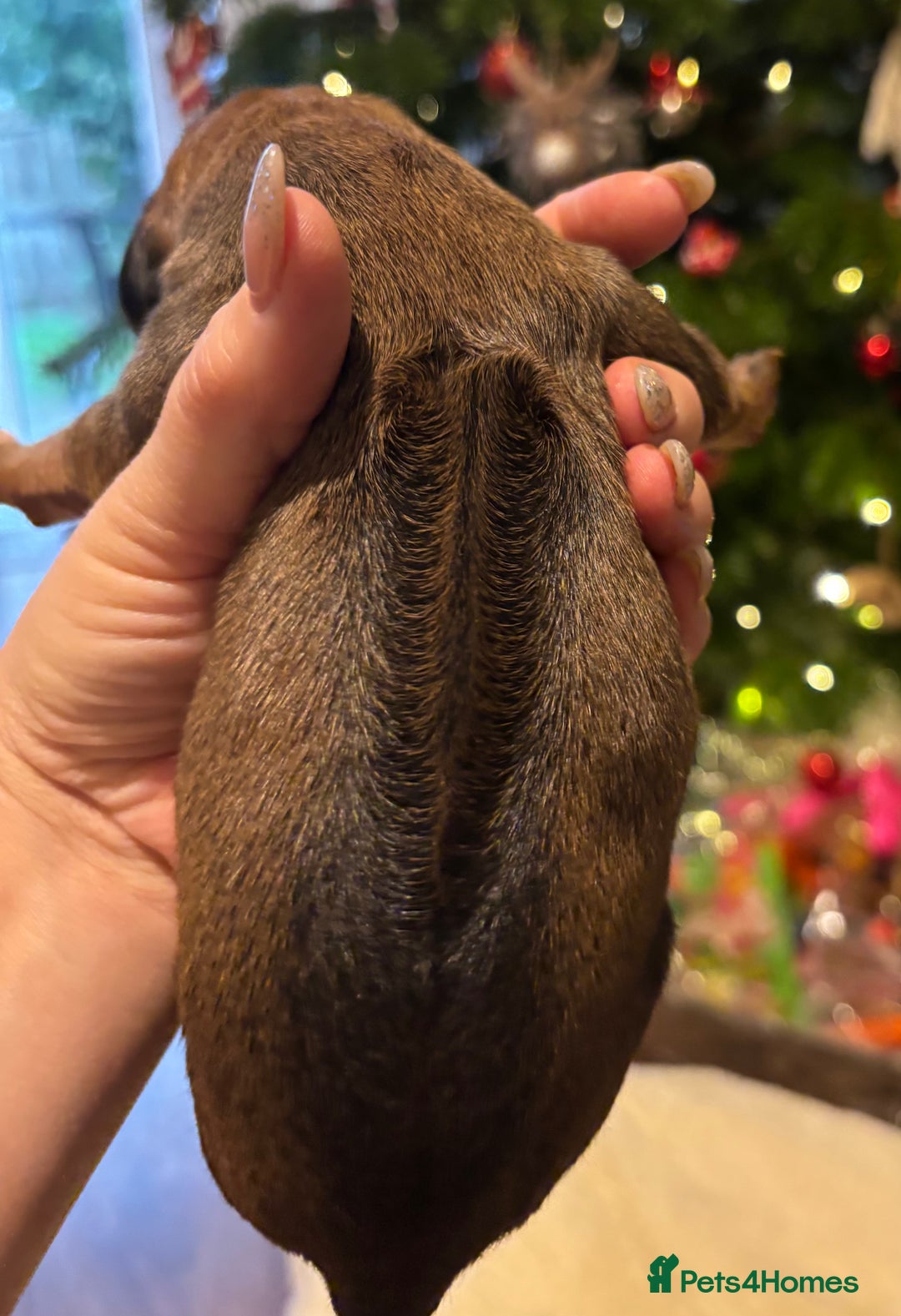 Rhodesian Ridgeback dogs for sale: Nyasharose ridgebacks  - Advert 17